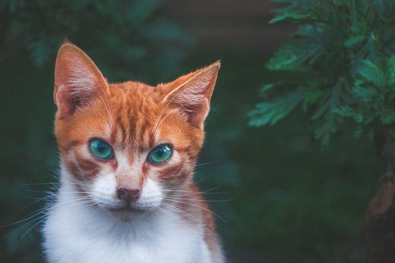 Avoiding Pet Scams During the Holiday Season Avoiding Pet Scams During the Holiday Season