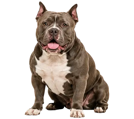 American Bully