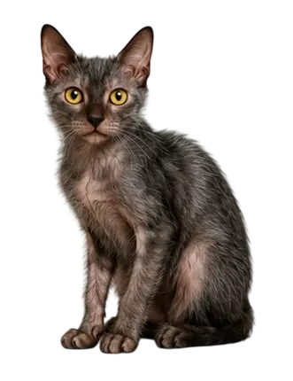 Lykoi