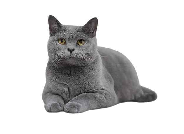 Russian Blue