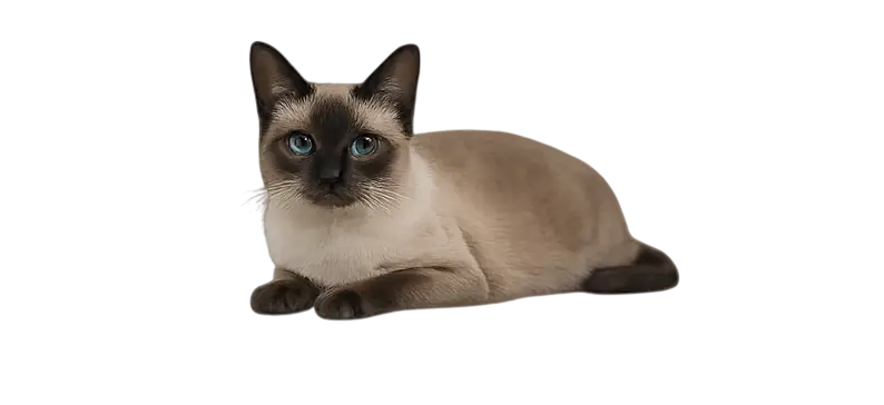 Tonkinese