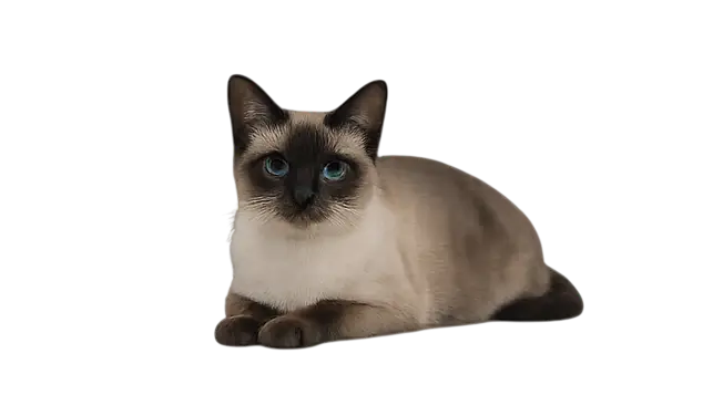 Thai