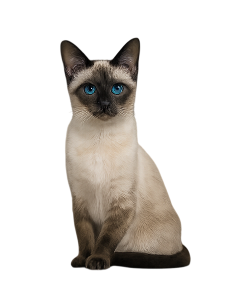 Siamese