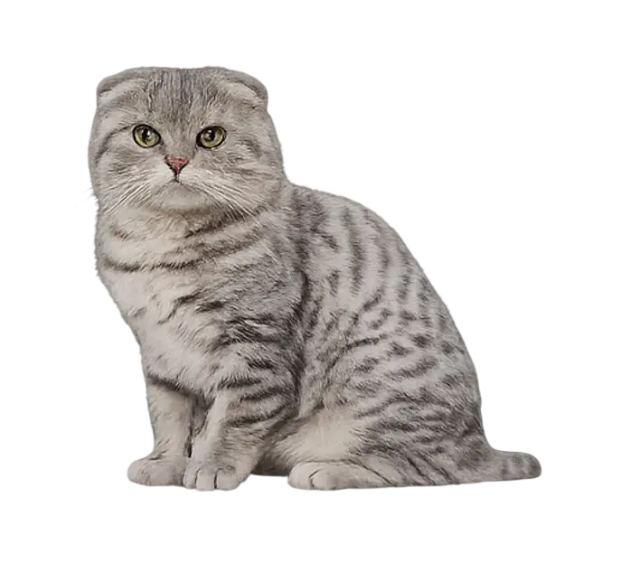 Scottish Fold