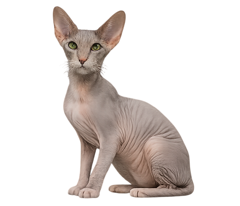 Peterbald