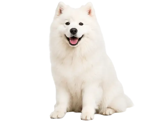 Samoyed