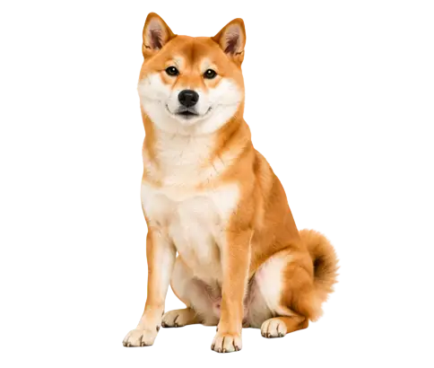 Shiba Inu
