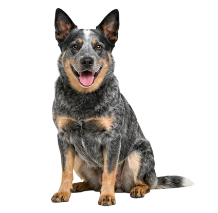 Australian Cattle Dog