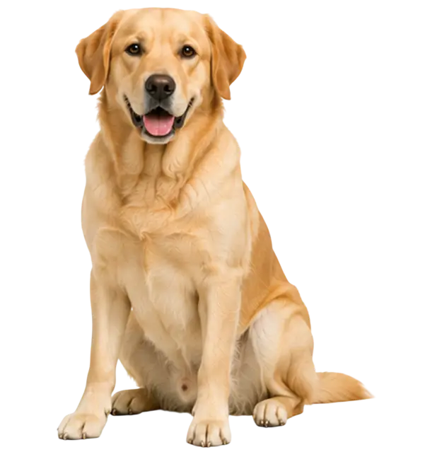 Goldador