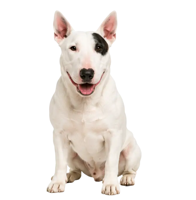 Bull Terrier