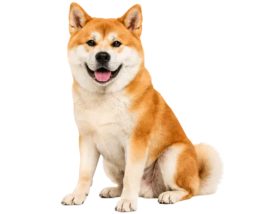 Akita