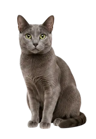 Korat