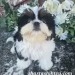Shastashihtzu