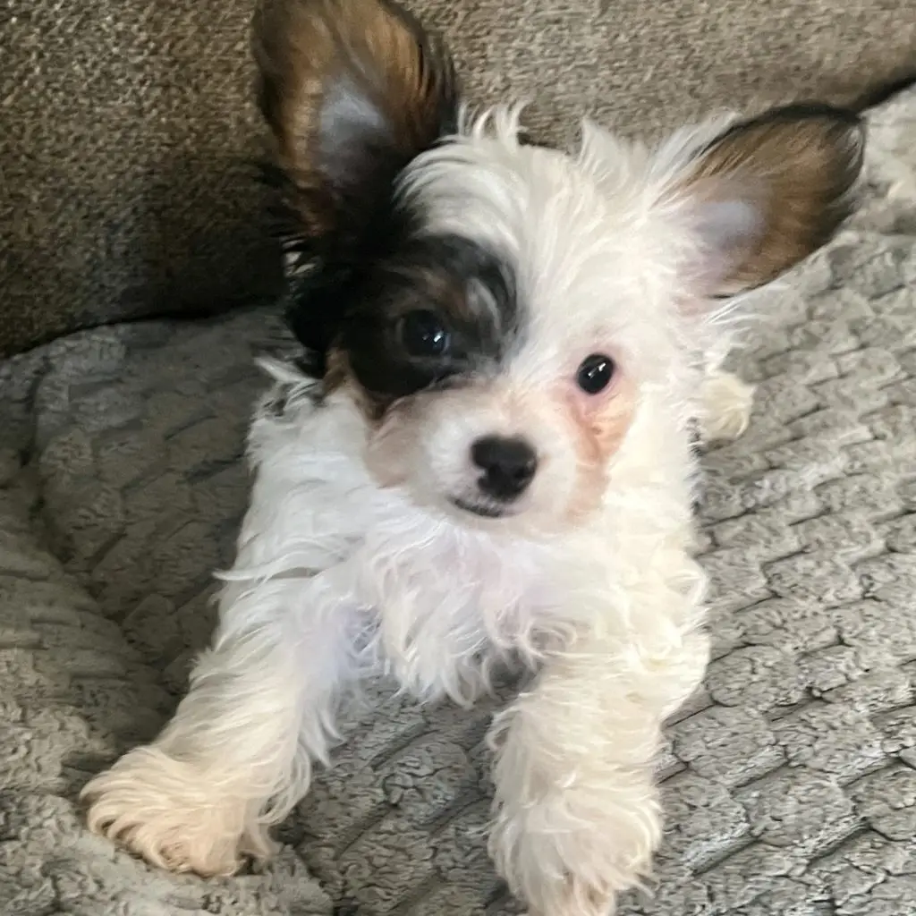 Gizmo