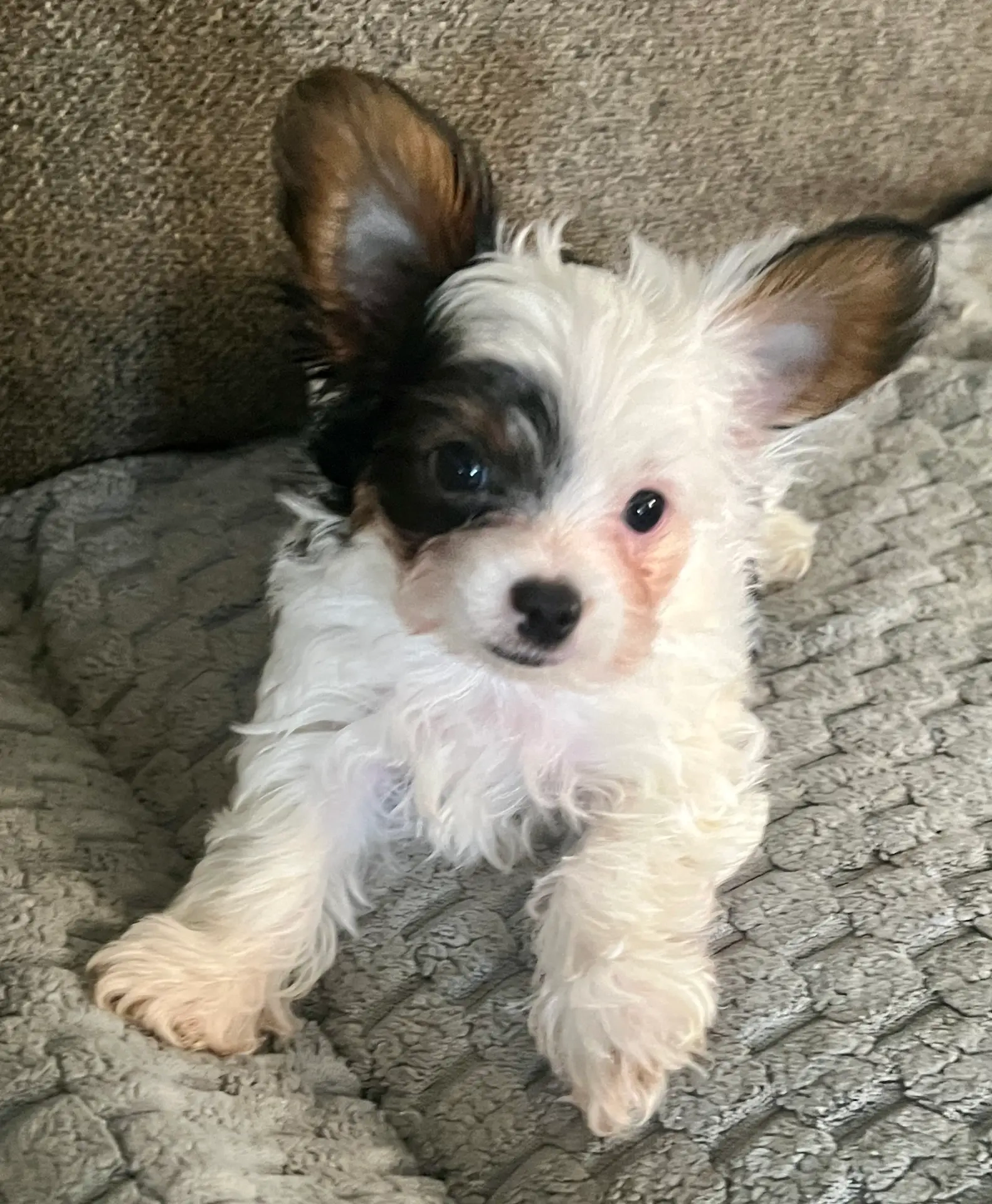 Gizmo