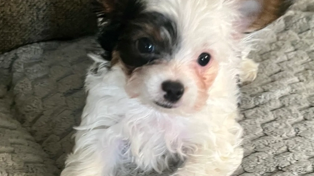Gizmo