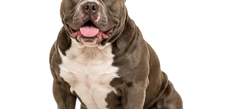 American Bully