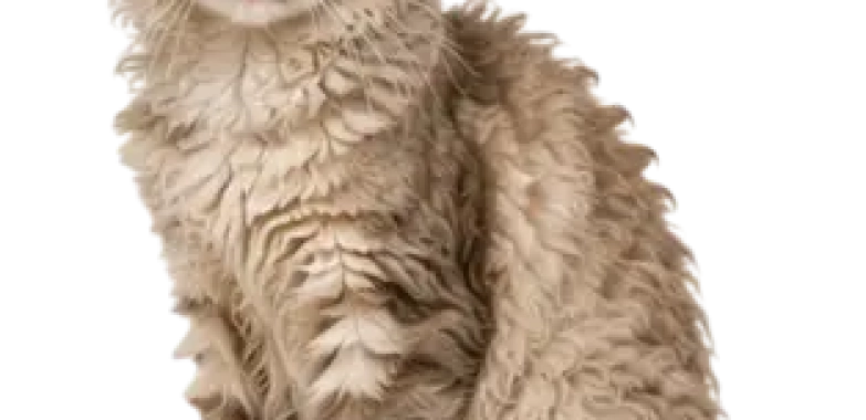 LaPerm