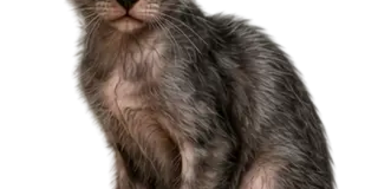 Lykoi
