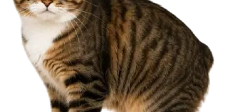 Manx