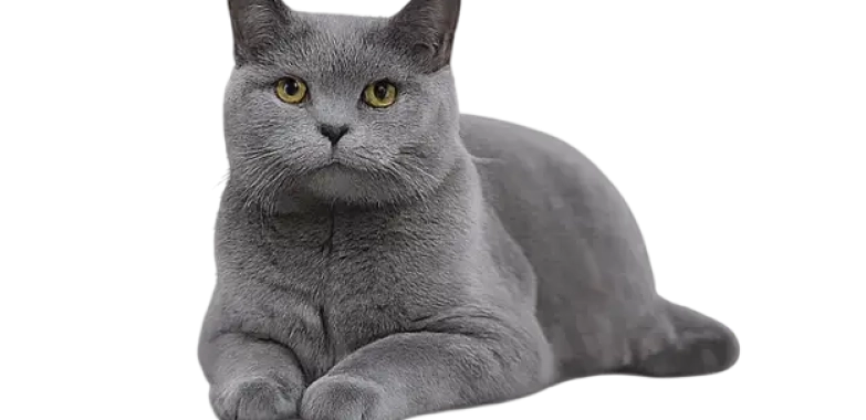 Russian Blue