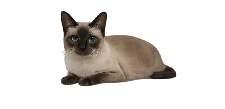 Tonkinese