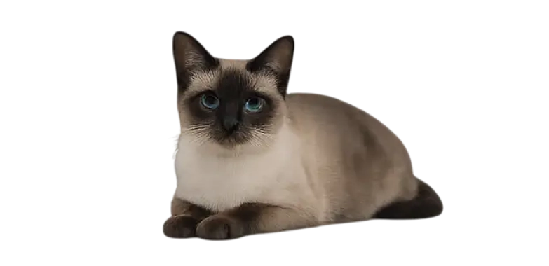 Thai