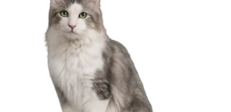 Oriental Longhair