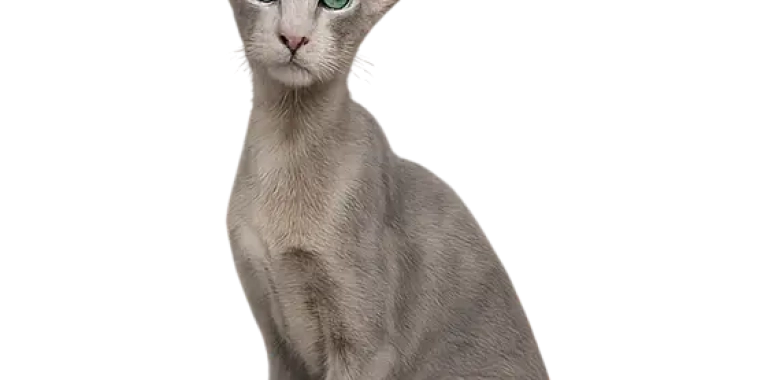 Oriental Shorthair