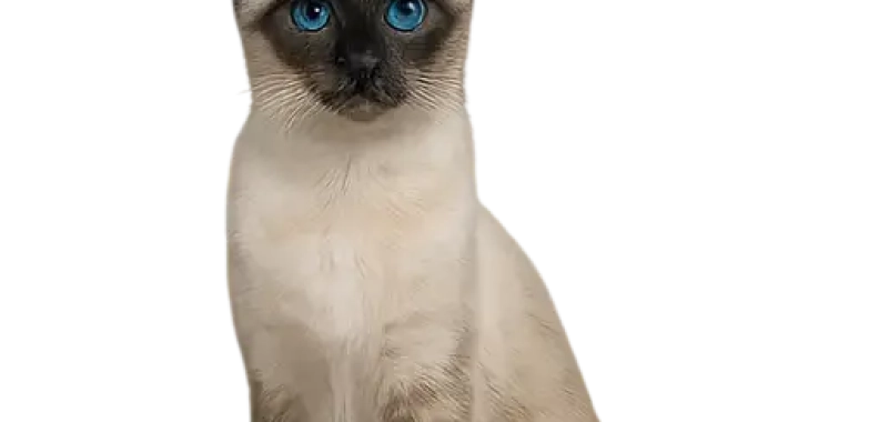 Siamese