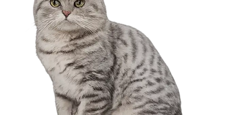 Scottish Fold