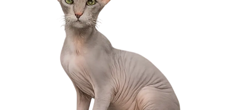 Peterbald