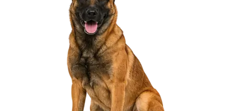 Belgian Malinois
