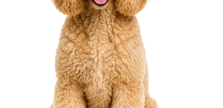 Standard Poodle