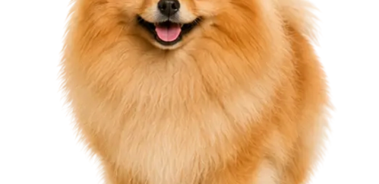 Pomeranian