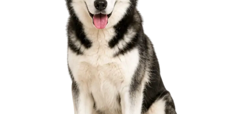 Siberian Husky