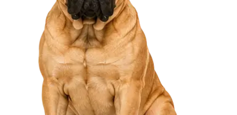 Bullmastiff