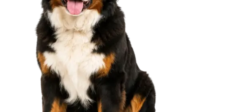 Bernese Mountain Dog