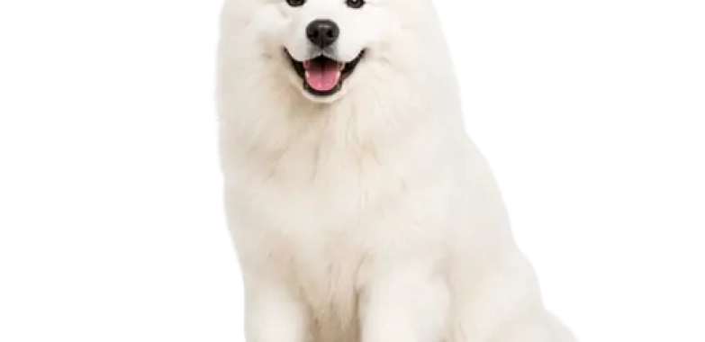 Samoyed