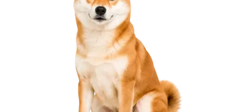 Shiba Inu