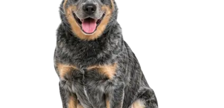 Australian Cattle Dog
