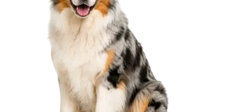 Australian Shepherd