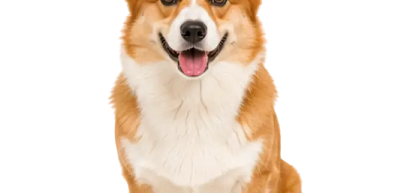 Corgi (Pembroke Welsh Corgi)