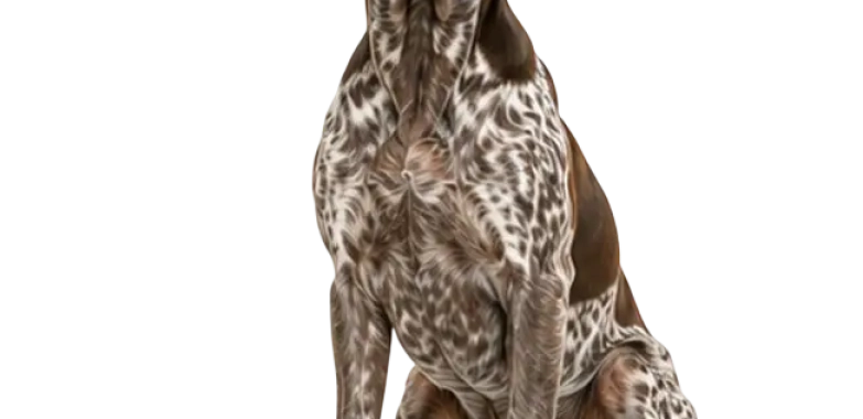 German Shorthaired Pointer