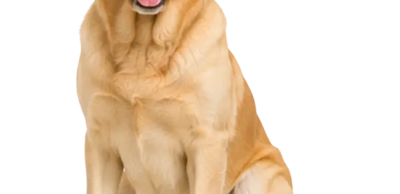 Goldador