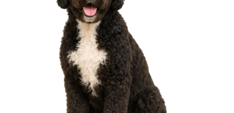 Portuguese Water Dog