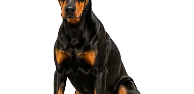 Doberman Pinscher