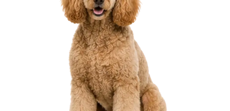 Poodle (Toy)