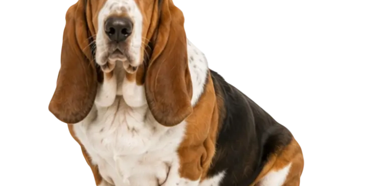 Basset Hound