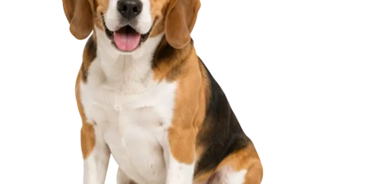 Beagle
